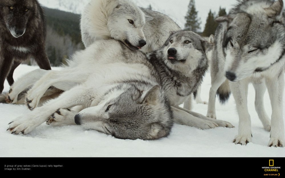 A group of gray wolves, Canis lupus, rally together.